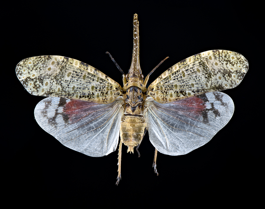 P_oculata